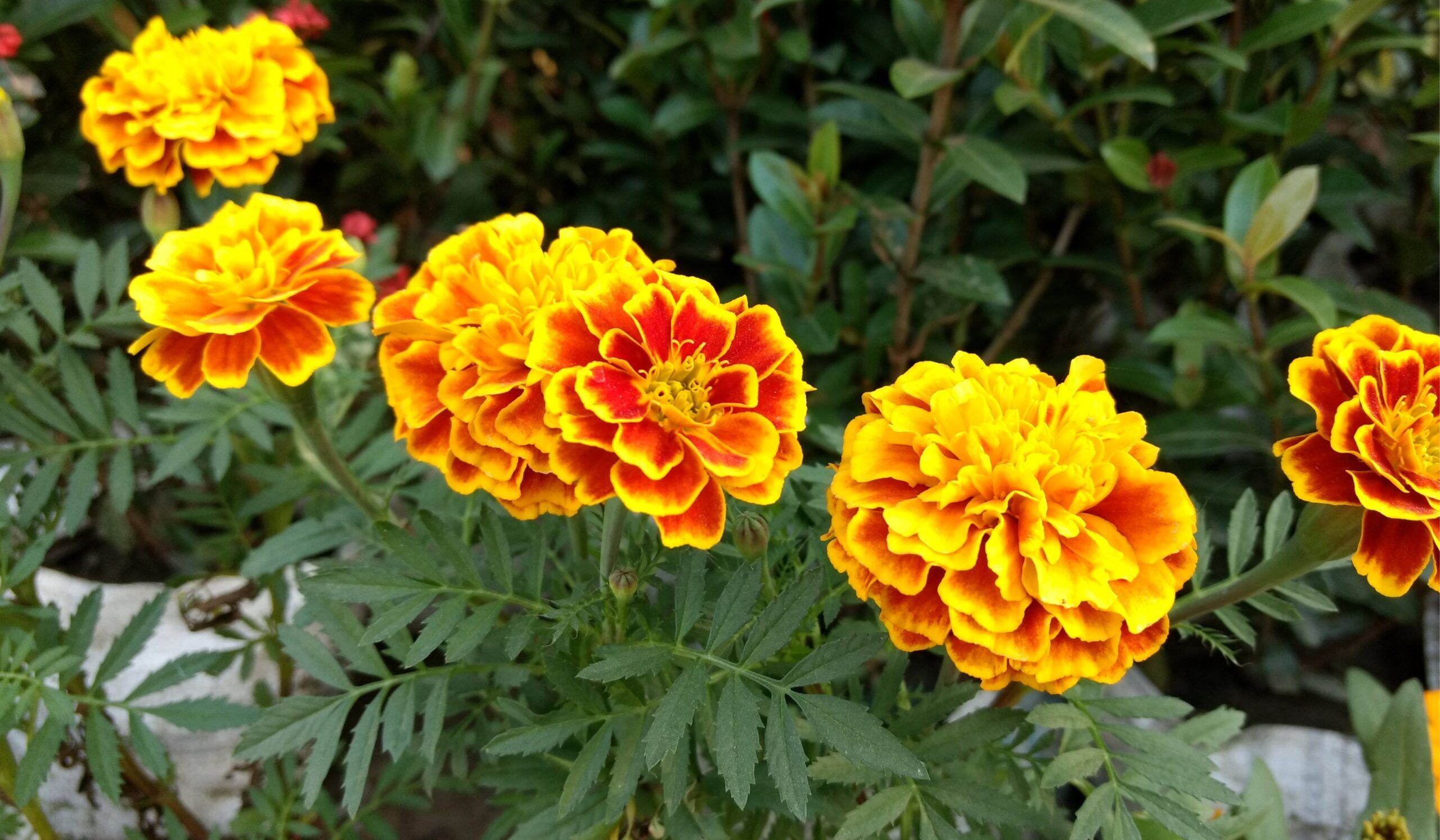 Marigold Scaled 1695E1D9