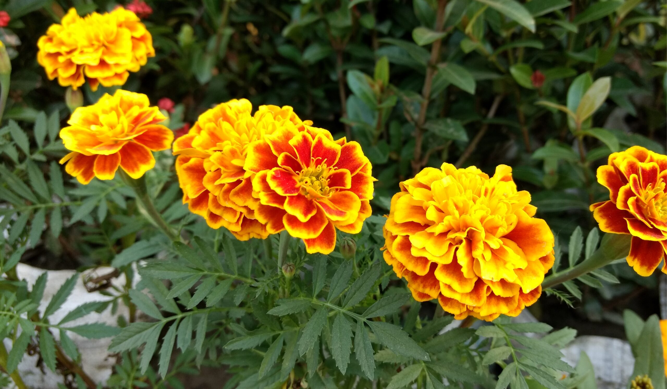 Marigold Scaled